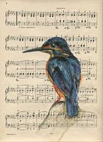Eisvogel