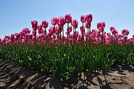 Roze tulpen von Jeannette Penris