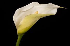 Arum lily (2) by Henry Jansen