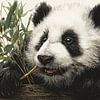 Pandabeer / Pandabeertje van Gelissen Artworks