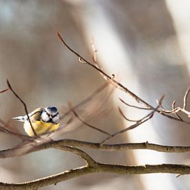 Mésange bleue sur une branche au soleil du matin sur Max van Gils