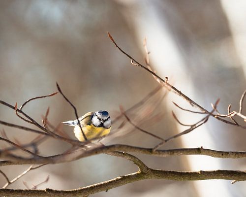 Mésange bleue sur une branche au soleil du matin sur Max van Gils