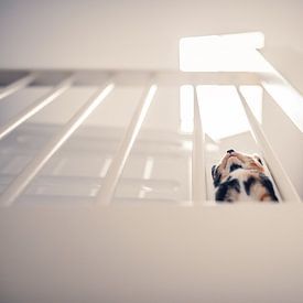 Kitten bij trapleuning van Felicity Berkleef