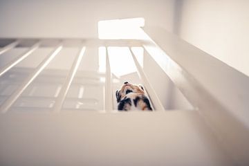 Scellement des rampes d'escalier sur Felicity Berkleef