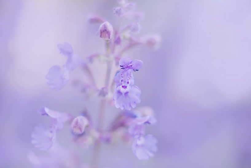 catmint by Vliner Flowers