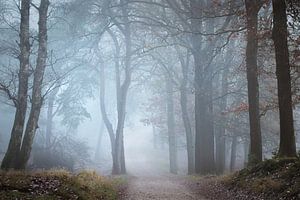 Lumière d'hiver sur Roelie Steinmann