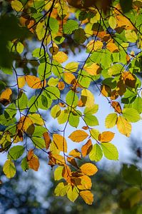 Autumn leaves by Mark Bolijn