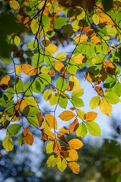 Feuilles d'automne sur Mark Bolijn