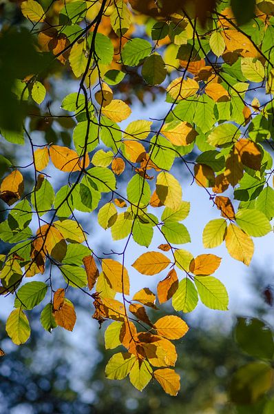 Herbstblätter von Mark Bolijn