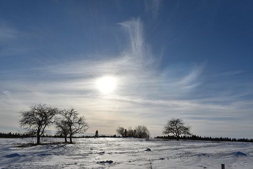Appelbomen in een veld in de winter