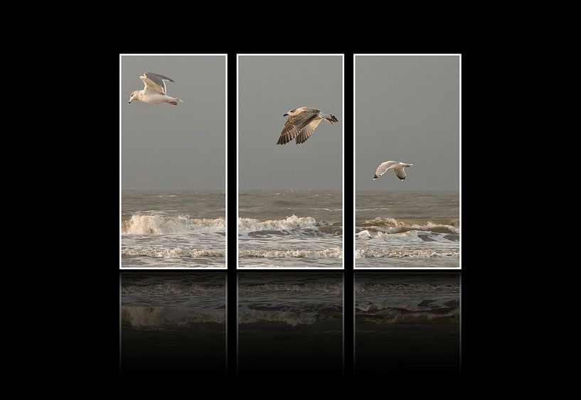 Drieluik meeuwen aan zee by Jackie Fotografie