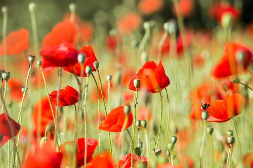 Champ de coquelicots