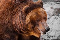 Gros plan sur un ours brun puissant, bête forte sur fond de pierre, ours russe. par Michael Semenov Aperçu