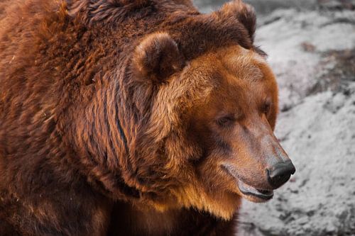 Huge powerful brown bear close-up, strong beast on a stone background, Russian bear.