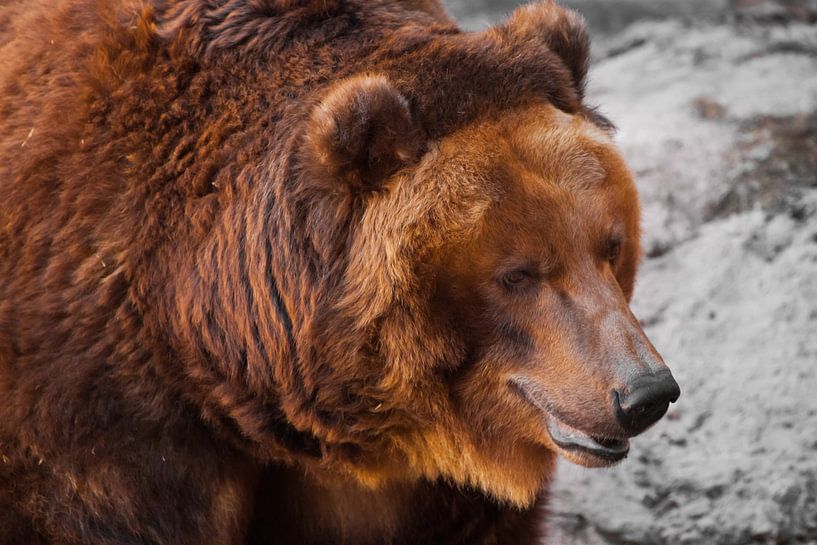 Gros plan sur un ours brun puissant, bête forte sur fond de pierre, ours russe. par Michael Semenov