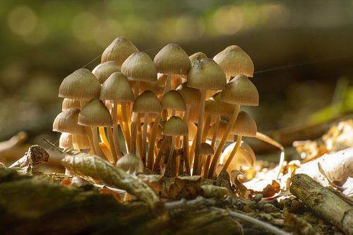 Paddenstoelen groeien op de grond van een loofbos in de herfst