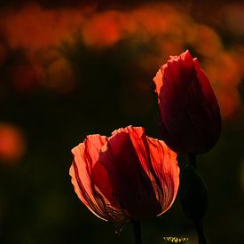 Rode papavers in de avondzon van Moetwil en van Dijk - Fotografie