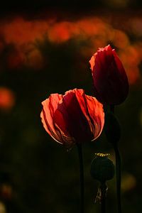 Rote Mohnblumen in der Abendsonne von Moetwil en van Dijk - Fotografie