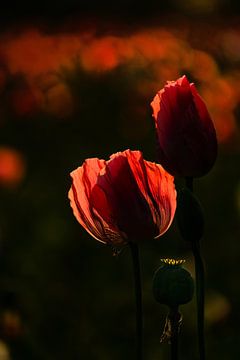 Coquelicots rouges au soleil du soir