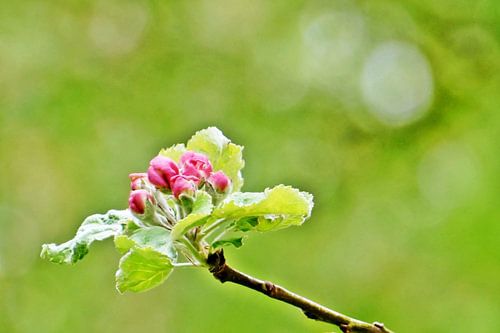 Pink apple blossom buds in spring