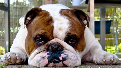 English Bulldog
