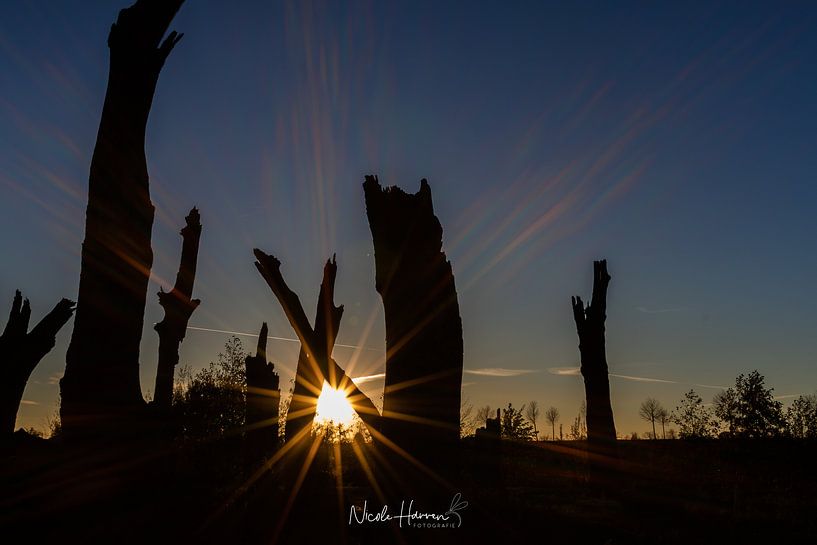 Sonnenuntergang anders von Nicole Harren