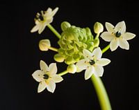 Pflanze in Blüte-schwarz