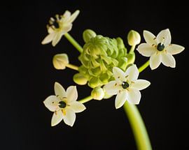 Plante en fleur - noire sur BriGit Stokman