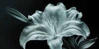 Ornamental lily