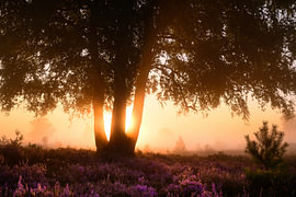 Sunrise over a heather landscape by Sjoerd van der Wal Photography