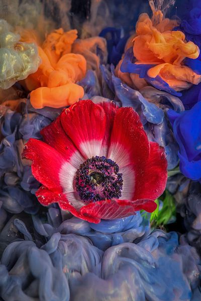 anémone rouge par Steffen Gierok