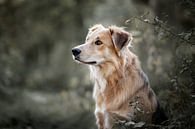Portrait de chien de profil été par Lotte van Alderen Aperçu