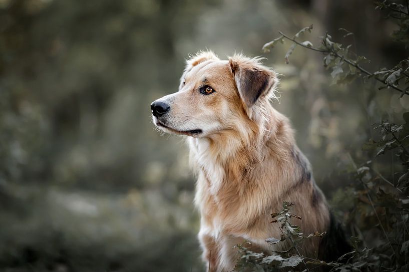 Portrait de chien de profil été par Lotte van Alderen
