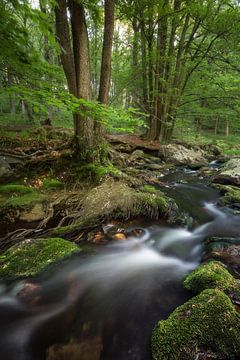 Fairytale Forest van Dion van den Boom