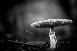 black and white