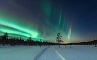 Noorderlicht over het pad | reisfotografie print | Ruka, Lapland, Finland van Kimberley Jekel thumbnail
