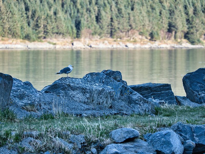 Zeemeeuw op een steen aan het fjord in Noorwegen van Martin Köbsch