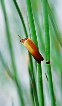 Bamboo grass in the garden by Werner Lehmann