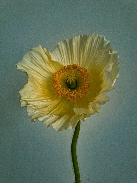 Vintage klaproos van Niek Traas