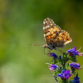 Distel Schmetterling auf einer Blume mit schönen weichen Bokeh von John van de Gazelle