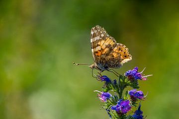 Distel Schmetterling auf einer Blume mit schönen weichen Bokeh von John van de Gazelle fotografie