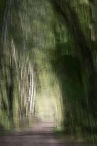 chemin forestier d'automne sur Ingrid Van Damme fotografie