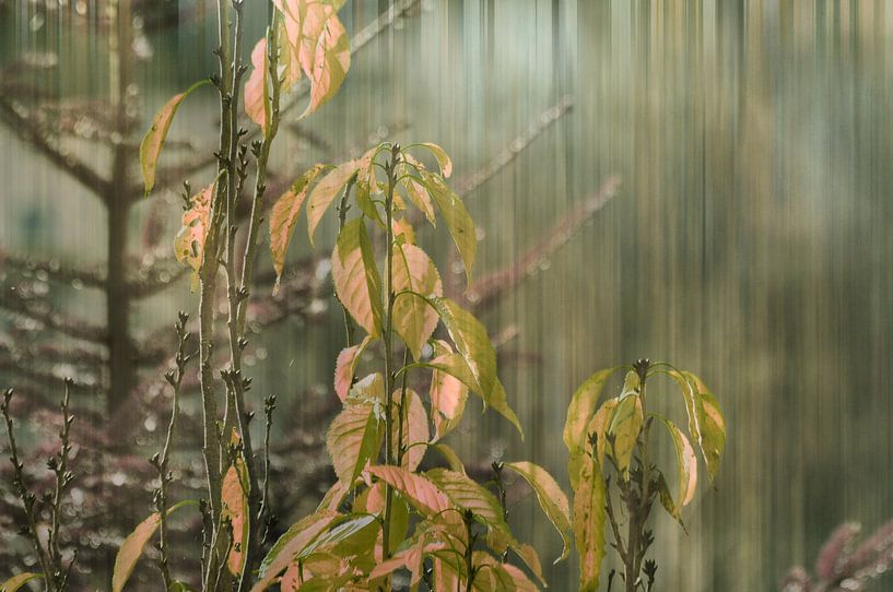 Frühlingserwachen im Wald von Christine Nöhmeier