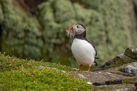 Macareux moine, Fratercula arctica. Oiseau de mer