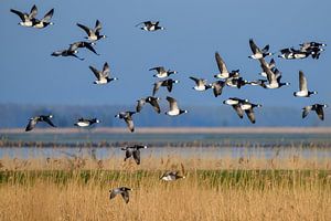 Nonnengänse in den Oostvaardersplassen von Marcel Versteeg