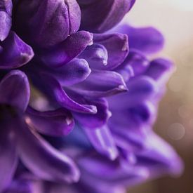Hyacint  paars van chantal vogelpoel