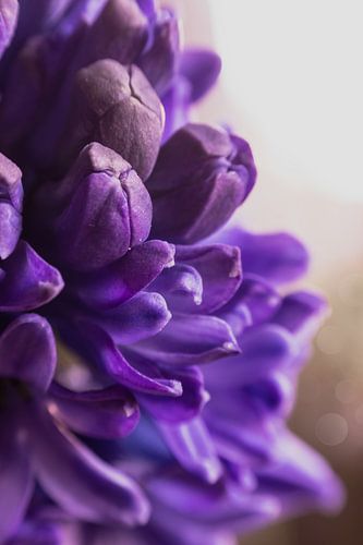 Hyacinthe pourpre sur chantal vogelpoel