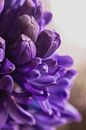 Hyacint purple by chantal vogelpoel thumbnail