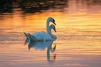 Mute swans