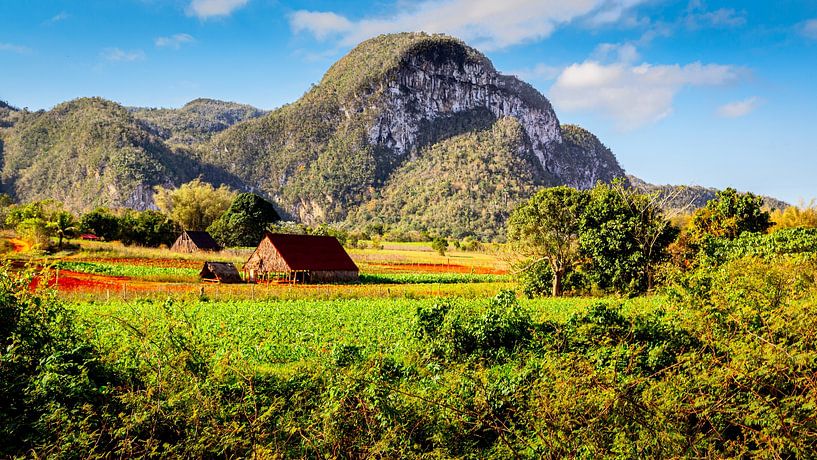 Viñales is a municipality in the Cuban province of Pinar del Río. by René Holtslag